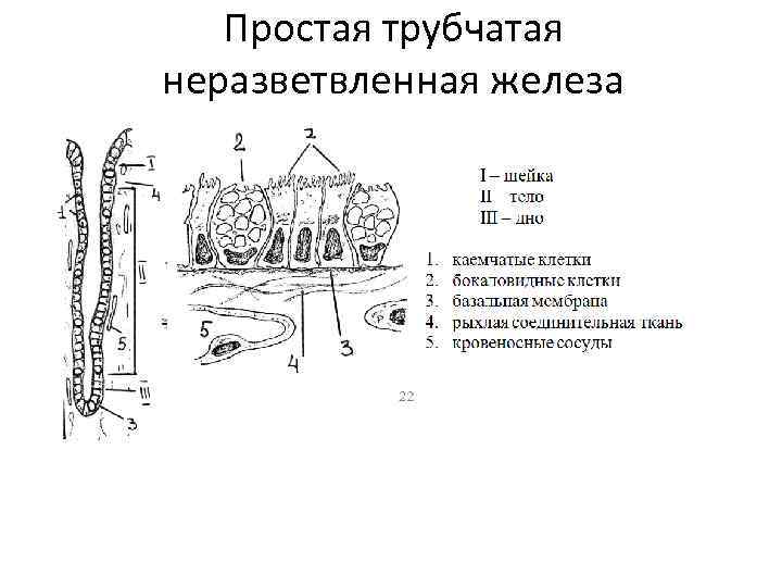 Простая трубчатая неразветвленная железа 