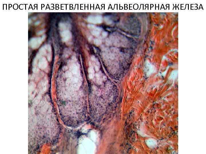 ПРОСТАЯ РАЗВЕТВЛЕННАЯ АЛЬВЕОЛЯРНАЯ ЖЕЛЕЗА 