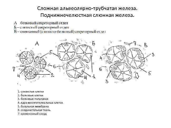 Сложная альвеолярно-трубчатая железа. Поднижнечелюстная слюнная железа. 1. слизистые клетки 2. белковые клетки 3. белковые