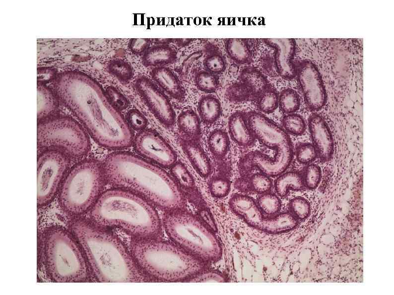 Рисунок семенника гистология