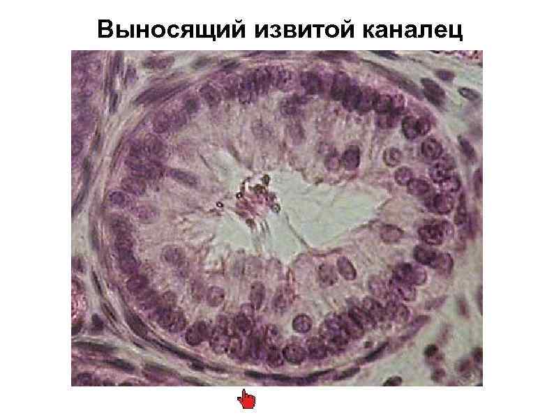 Выносящий извитой каналец 