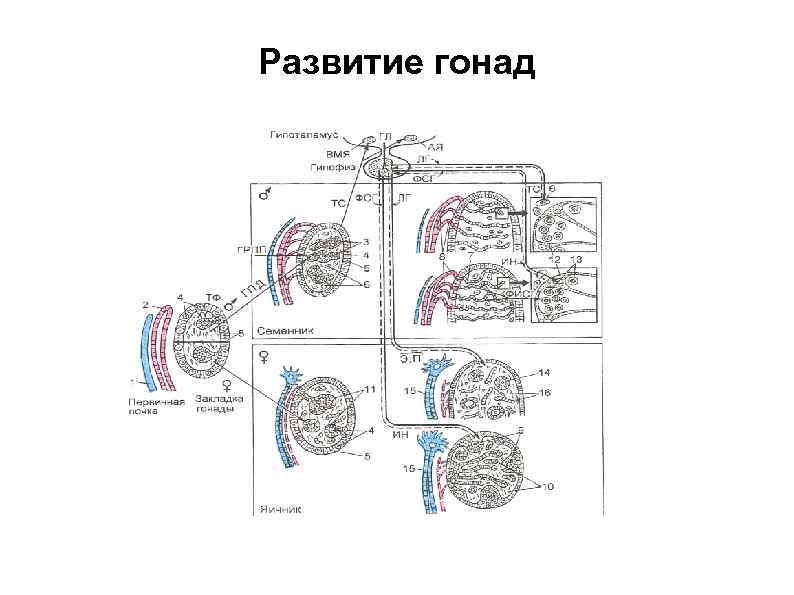 Развитие гонад 