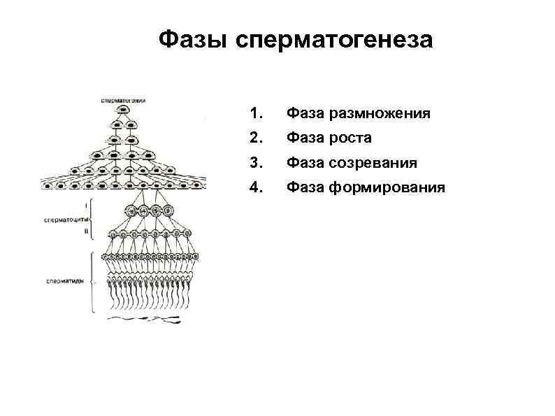 Фазы сперматогенеза 1. Фаза размножения 2. Фаза роста 3. Фаза созревания 4. Фаза формирования