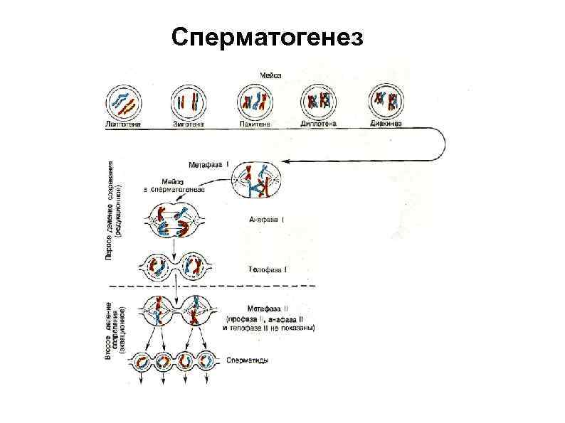 Сперматогенез 