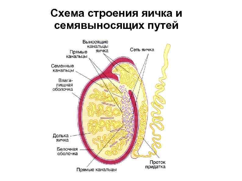 Яички образуют. Мужская половая система анатомия строение яичек. Схема строения яичка и семявыносящих путей. Придаток яичка анатомия строение. Строение паренхимы яичка.