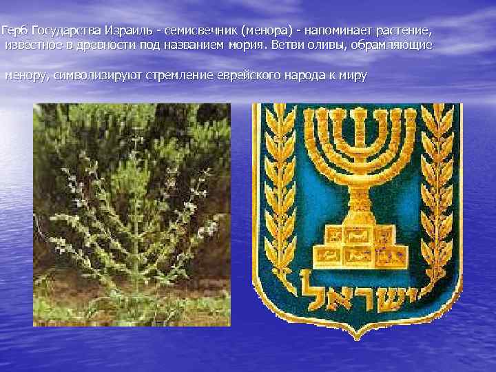 Герб Государства Израиль - семисвечник (менора) - напоминает растение, известное в древности под названием