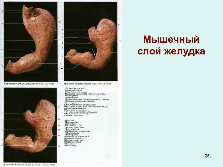 Мышечный слой желудка 26 