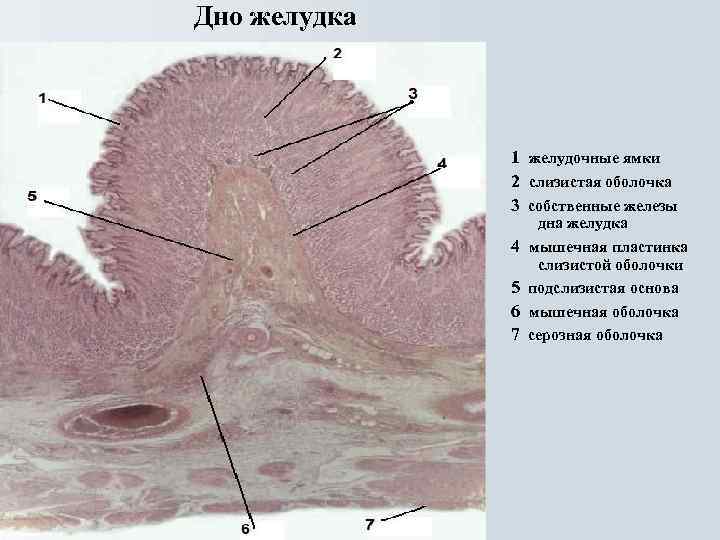 Гистология желудка фото