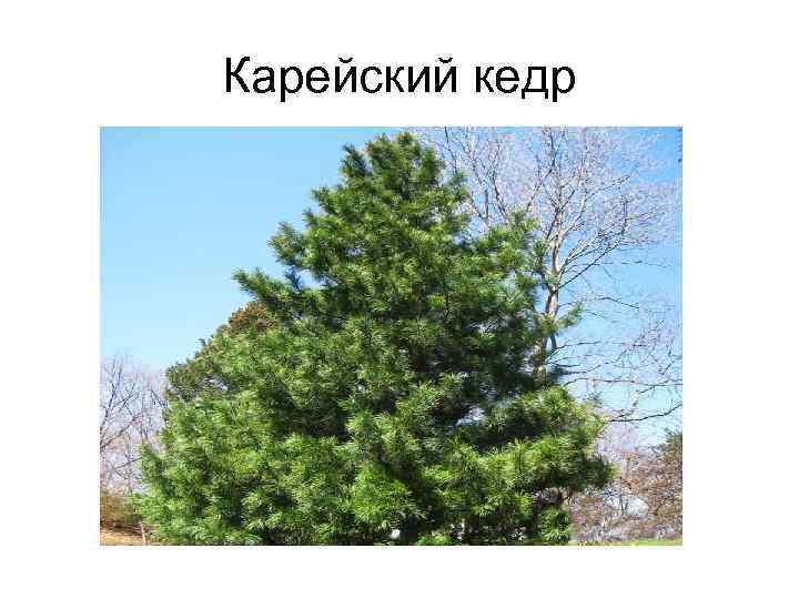 Карейский кедр 