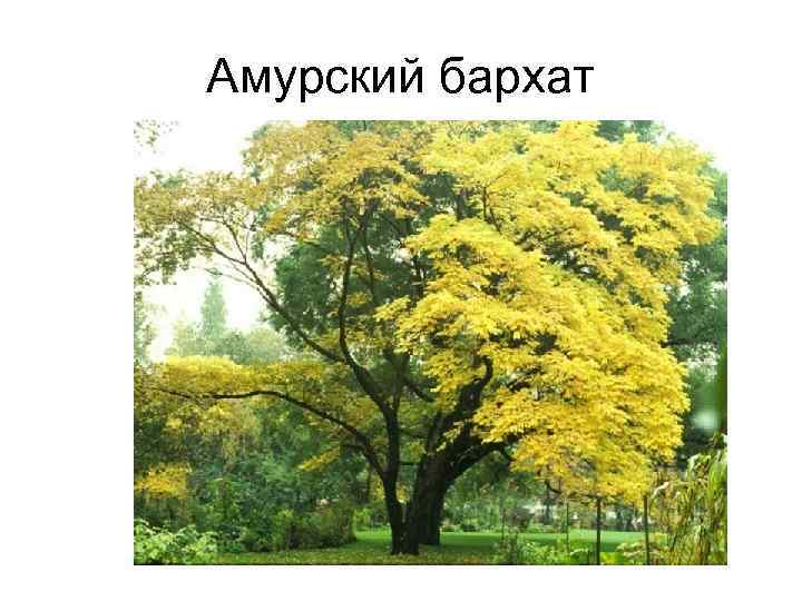 Амурский бархат 