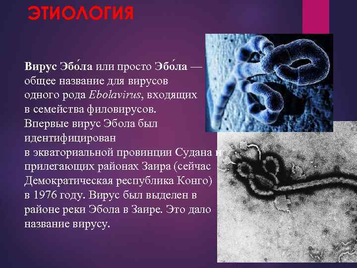 ЭТИОЛОГИЯ Вирус Эбо ла или просто Эбо ла — общее название для вирусов одного
