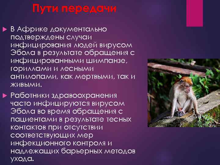 Пути передачи В Африке документально подтверждены случаи инфицирования людей вирусом Эбола в результате обращения