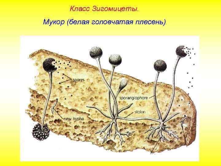 Класс Зигомицеты. Мукор (белая головчатая плесень) 