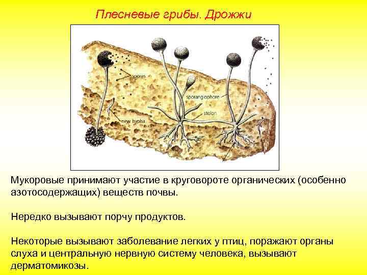 Плесневые грибы. Дрожжи Мукоровые принимают участие в круговороте органических (особенно азотосодержащих) веществ почвы. Нередко