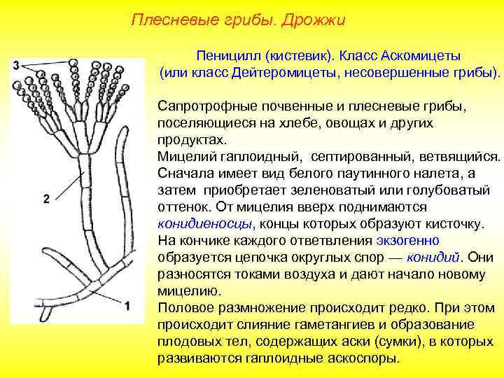 Плесневые грибы. Дрожжи Пеницилл (кистевик). Класс Аскомицеты (или класс Дейтеромицеты, несовершенные грибы). Сапротрофные почвенные