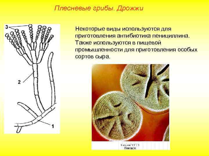 Плесневые грибы. Дрожжи Некоторые виды используются для приготовления антибиотика пенициллина. Также используются в пищевой