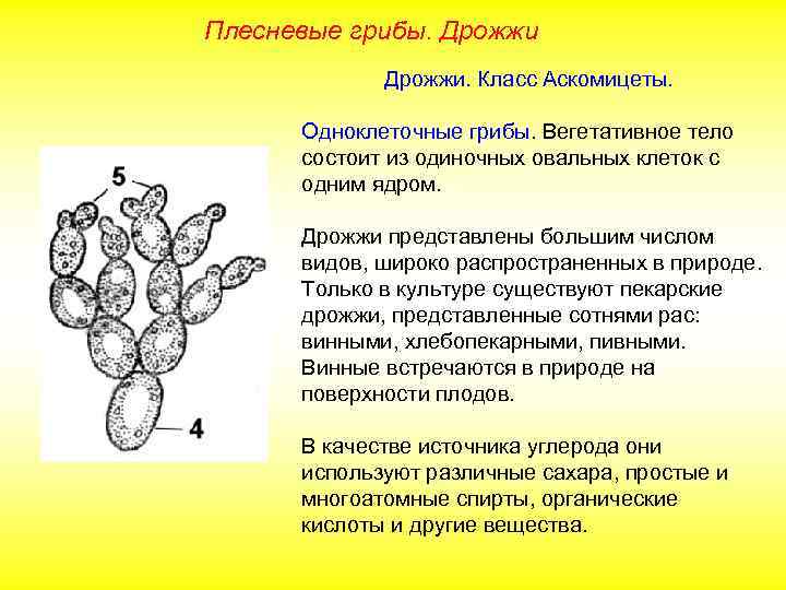 Плесневые грибы. Дрожжи. Класс Аскомицеты. Одноклеточные грибы. Вегетативное тело состоит из одиночных овальных клеток