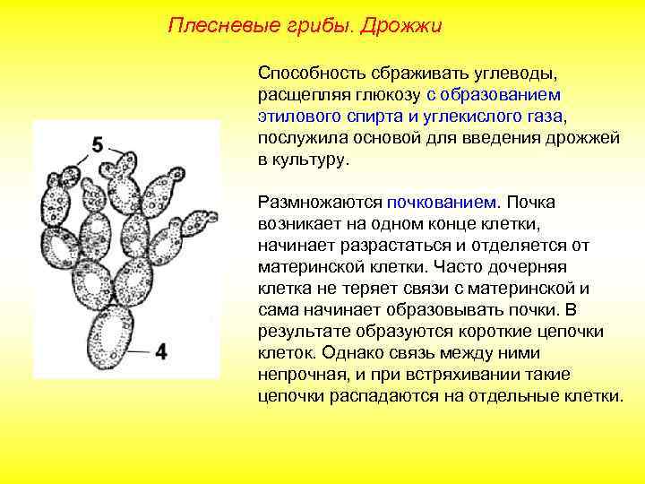 Плесневые грибы. Дрожжи Способность сбраживать углеводы, расщепляя глюкозу с образованием этилового спирта и углекислого
