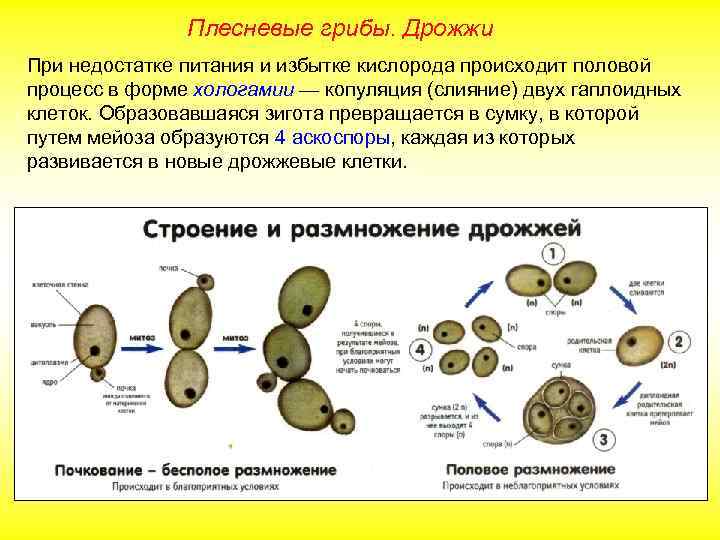 Плесневые грибы. Дрожжи При недостатке питания и избытке кислорода происходит половой процесс в форме
