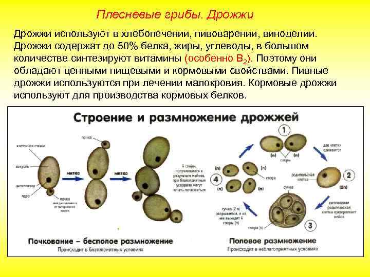 Плесневые грибы. Дрожжи используют в хлебопечении, пивоварении, виноделии. Дрожжи содержат до 50% белка, жиры,