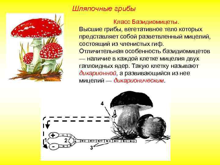 Шляпочные грибы Класс Базидиомицеты. Высшие грибы, вегетативное тело которых представляет собой разветвленный мицелий, состоящий
