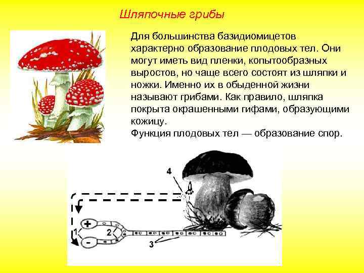 Имеет плодовое тело имеет конкурентные. Шляпочные грибы. Шляпочные грибы имеют плодовое тело и. Функции шляпочного гриба. Плодовое тело шляпочных грибов образовано.