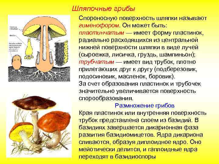 Шляпочные грибы Спороносную поверхность шляпки называют гименофором. Он может быть: пластинчатым — имеет форму