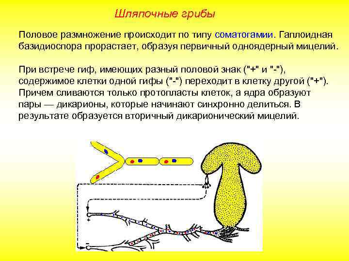 Шляпочные грибы Половое размножение происходит по типу соматогамии. Гаплоидная базидиоспора прорастает, образуя первичный одноядерный
