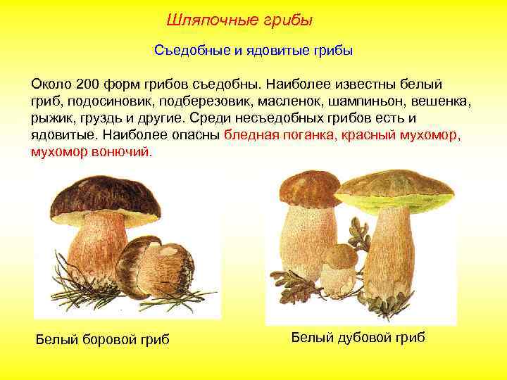 Шляпочные грибы Съедобные и ядовитые грибы Около 200 форм грибов съедобны. Наиболее известны белый