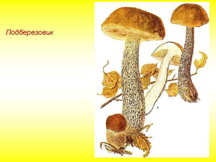 Подберезовик 