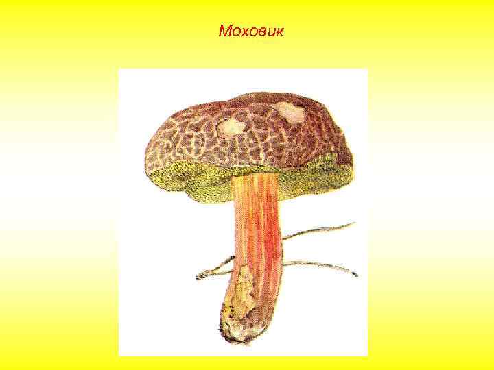 Моховик 