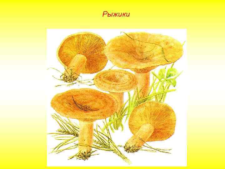 Рыжики 