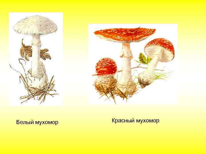 Белый мухомор Красный мухомор 