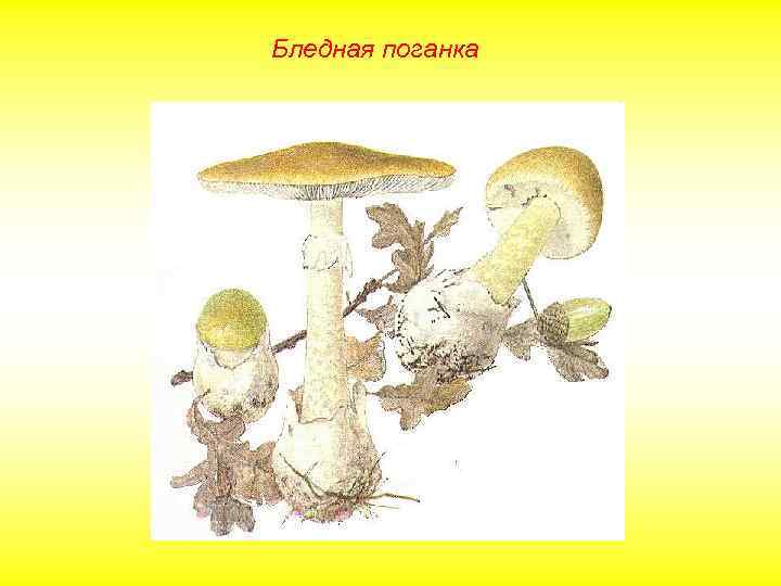 Бледная поганка 