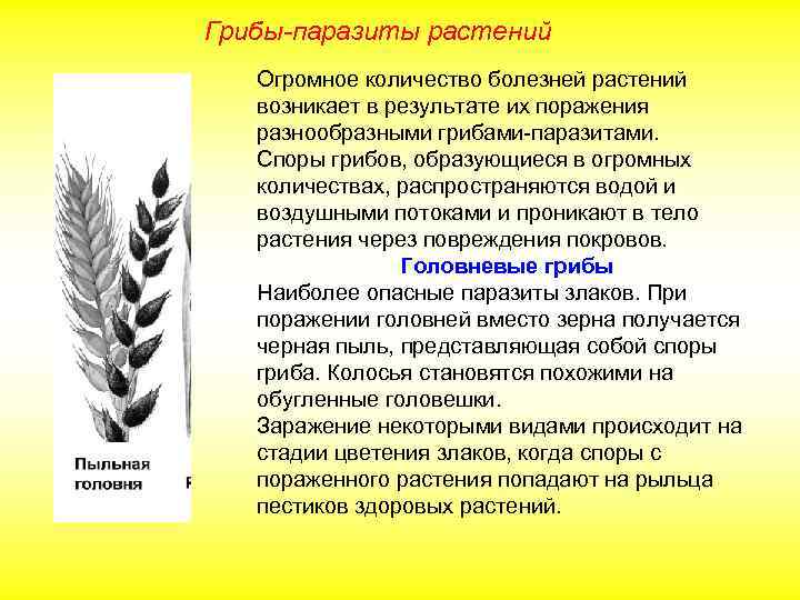 Грибы-паразиты растений Огромное количество болезней растений возникает в результате их поражения разнообразными грибами-паразитами. Споры