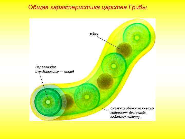 Общая характеристика царства Грибы 