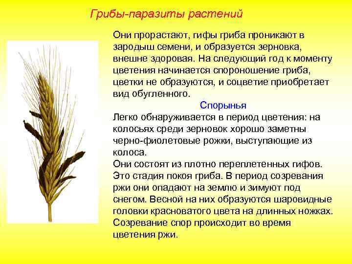 Грибы-паразиты растений Они прорастают, гифы гриба проникают в зародыш семени, и образуется зерновка, внешне