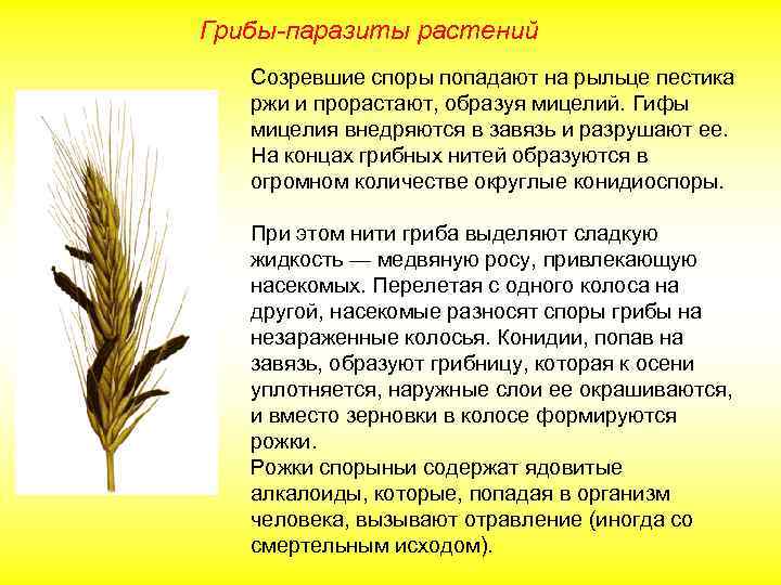 Грибы-паразиты растений Созревшие споры попадают на рыльце пестика ржи и прорастают, образуя мицелий. Гифы