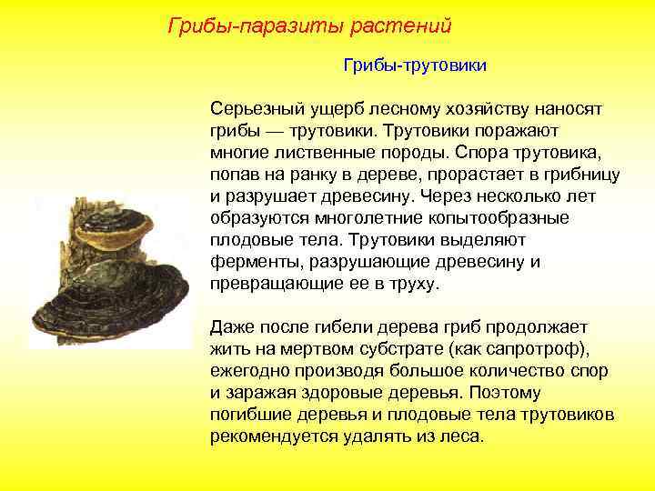 Грибы-паразиты растений Грибы-трутовики Серьезный ущерб лесному хозяйству наносят грибы — трутовики. Трутовики поражают многие