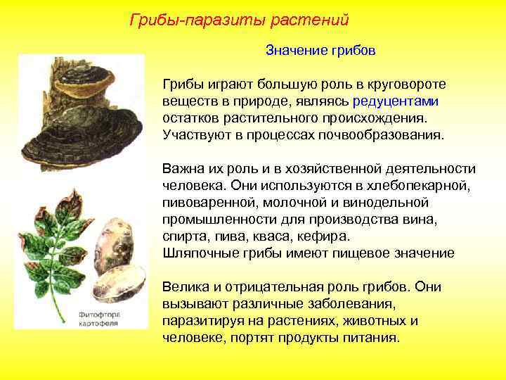 Грибы-паразиты растений Значение грибов Грибы играют большую роль в круговороте веществ в природе, являясь