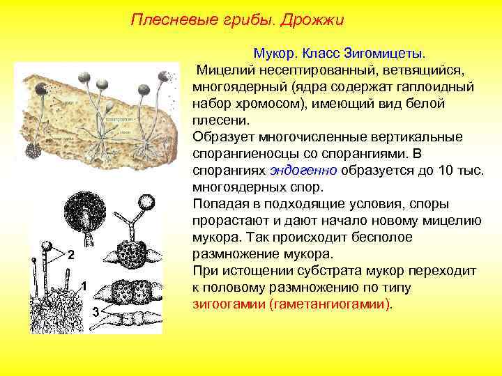 Плесневые грибы. Дрожжи Мукор. Класс Зигомицеты. Мицелий несептированный, ветвящийся, многоядерный (ядра содержат гаплоидный набор