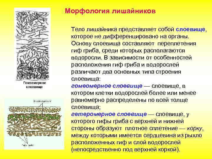 Морфология лишайников Тело лишайника представляет собой слоевище, которое не дифференцировано на органы. Основу слоевища