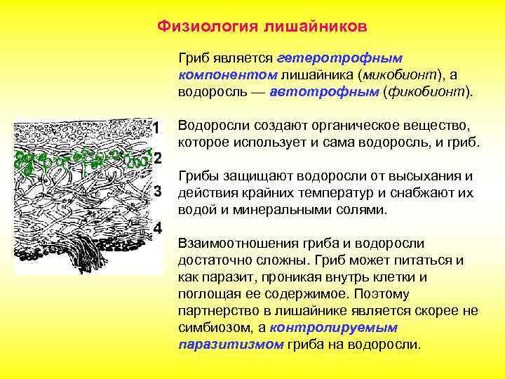 Физиология лишайников Гриб является гетеротрофным компонентом лишайника (микобионт), а водоросль — автотрофным (фикобионт). Водоросли