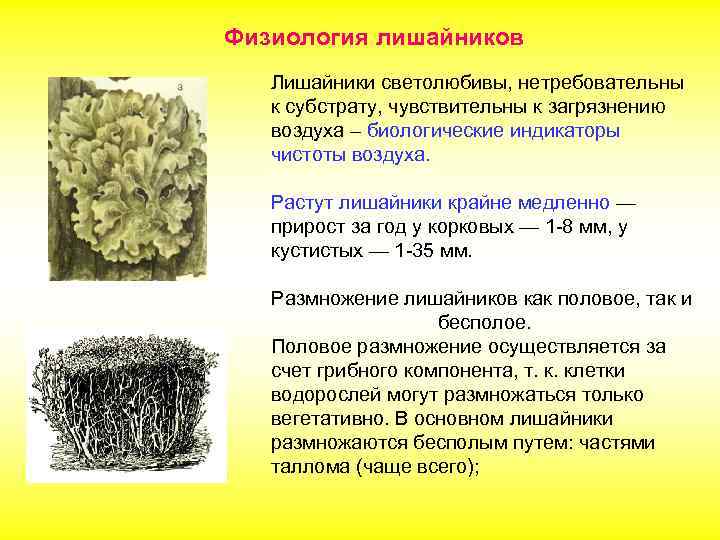 Физиология лишайников Лишайники светолюбивы, нетребовательны к субстрату, чувствительны к загрязнению воздуха – биологические индикаторы