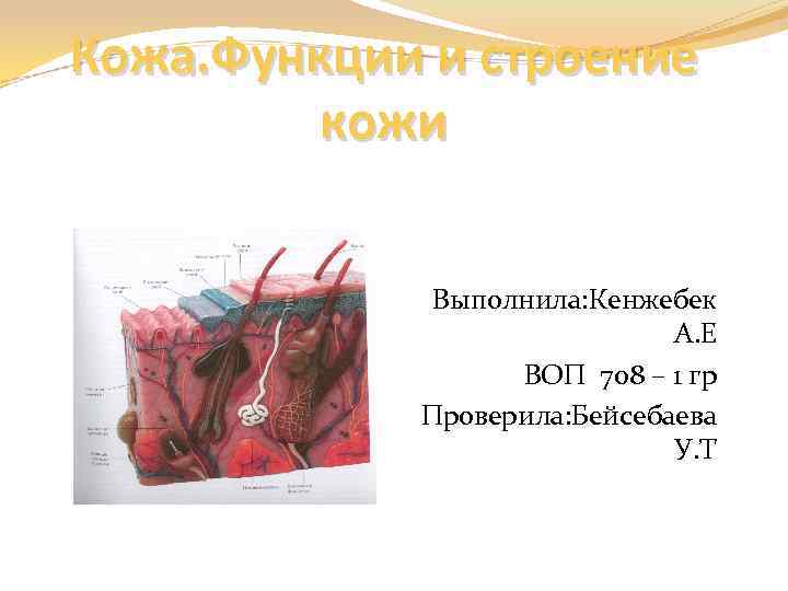 Кожа. Функции и строение кожи Выполнила: Кенжебек А. Е ВОП 708 – 1 гр