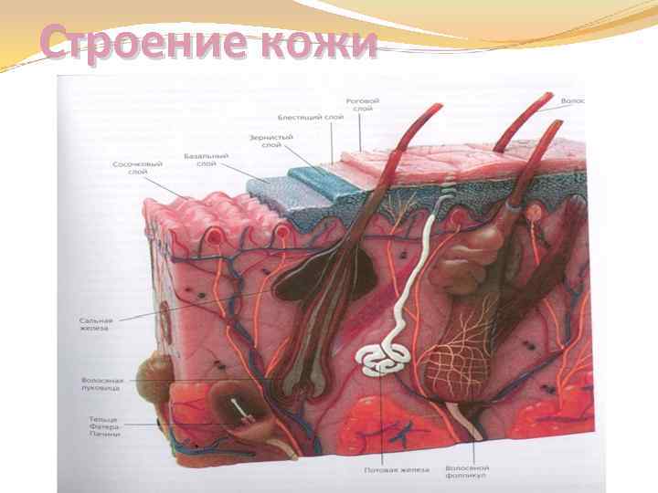 Строение кожи 