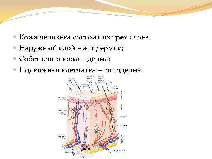  Кожа человека состоит из трех слоев. Наружный слой – эпидермис; Собственно кожа –