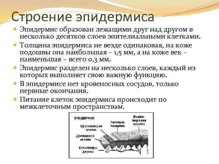 Строение эпидермиса Эпидермис образован лежащими друг над другом в несколько десятков слоев эпителиальными клетками.