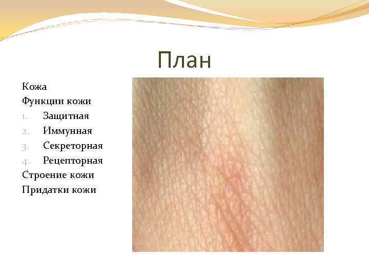 План Кожа Функции кожи 1. Защитная 2. Иммунная 3. Секреторная 4. Рецепторная Строение кожи
