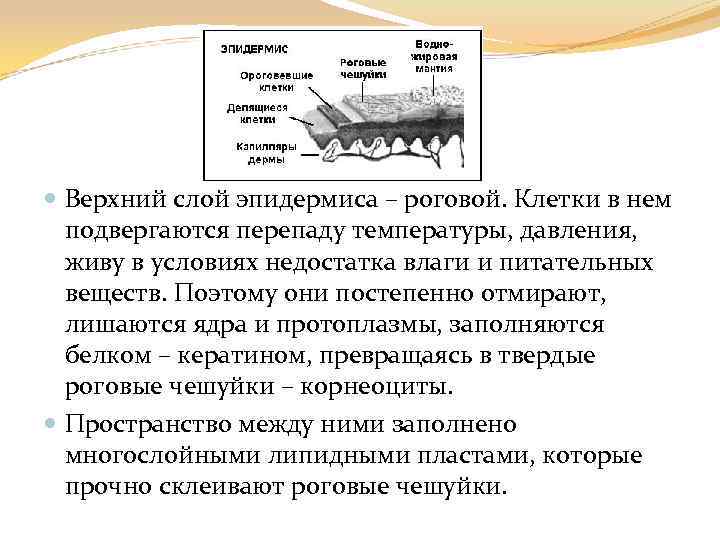  Верхний слой эпидермиса – роговой. Клетки в нем подвергаются перепаду температуры, давления, живу